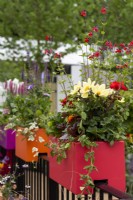 Pink, orange and purple containers slotted onto the railings of a balcony.  Plants include: Salvia microphylla 'Bordeaux', Tagetes patula, Pelargonia sp, and Dahlias on The Cirrus Garden, designer: Jason Williams