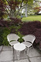 A white wrought iron table and two chairs on a patio, sit beneath two acers with two low growing acers behind. Whitstone Farm. NGS garden, Devon. Spring. 