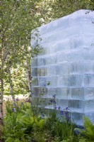 Ice blocks surrounded by Betula pendula, Matteuccia struthopteris and Iris sibirica -  The Plantsman's Ice Garden, RHS Chelsea Flower Show 2022