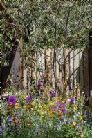 Colourful planting of Allium, Geum, Iris and Verbascum under a Eucalyptus tree - The Body Shop Garden, RHS Chelsea Flower Show 2022