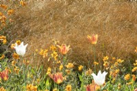 Orange grasses and tulips. Plants combination designed by Jacqueline van der Kloet.