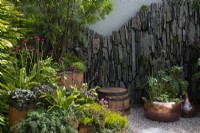 Curved slate wall provides a backdrop for containers with planting of Sorbus aucuparia, Cirsium rivulare 'Atropurpureum',  heathers, ferns and Juniperus squamata 'Blue Carpet' - The Still Garden, RHS Chelsea Flower Show 2022 - Gold Medal