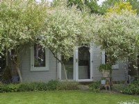 Salix integra 'Hakuro-nishiki' - Dappled Willow planted in front of garden workroom