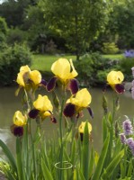 Bearded Iris 'Rajah'