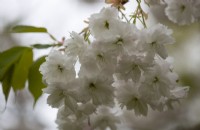 Blossom of prunus Shirotae. Spring. 