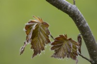 Detail of spring leaves on Fagus sylvatica 'Dawyck Purple' - European beech. Close up. Spring. 
