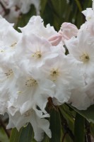 Rhododendron Loderi 'King George' flowers. Spring.