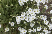 Cerastium alpinum var. lanatum  Alpine chickweed