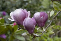 Detail of  Magnolia x soulangeana 'Lennei' flowers and foliage. Spring. 