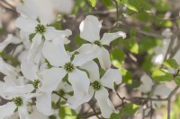Cornus florida, flowering dogwood
