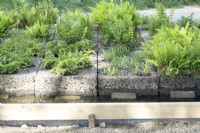 Ferns growing on bio-based underground.