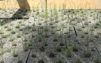 Plants growing on bio-based underground.