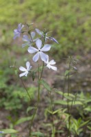 Phlox divaricata subsp. laphamii, wild blue phlox
