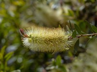 Callistemon viridiflorus  in flower Norfolk June