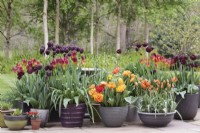 Tulipa 'Palmyra', T. 'Amber Glow', T. 'Black Jack, T. 'Sunlover' and T. 'Whittallii Major' in pots grouped together on patio  - May