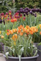 Tulipa 'Whittallii Major' in pot - May
