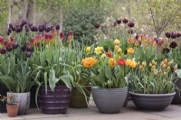 Tulipa 'Palmyra', T. 'Amber Glow', T. 'Black Jack, T. 'Sunlover' and T. 'Whittallii Major' in pots grouped together on patio  - May