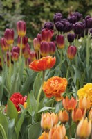 Tulipa 'Sunlover', with T. 'Amber Glow' and T. 'Black jack' behind - May