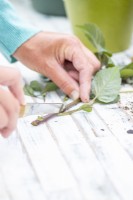 Woman using knife to cut leaves off of the bottom of the Dahlia shoots