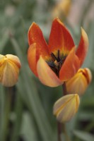 Tulipa 'Whittallii Major' - May