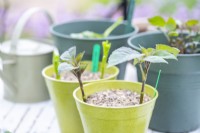 Dahlia cuttings planted in pots