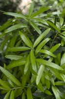Podocarpus latifolius broad-leaved yellowwood 