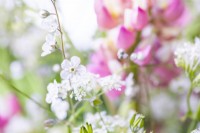 Bouquet containing Lupinus 'The Chatelaine Pink', Anthriscus sylvestris - Cow Parsley, Omphalodes 'Little Snow White', Centranthus ruber white - Valerian