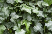 Hedera Nepelensis Nepalese Ivy