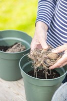 Woman planting Dahlia tubers in pots