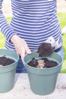 Woman covering Dahlia tubers with compost