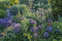 Allium christophii and Allium giganteum flowering together in an informal country cottage garden border in Summer - June
