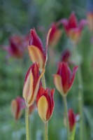 Tulipa sprengeri flowering in Summer - June
