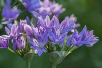 Allium unifolium 'Eros' flowering in Summer - June