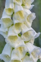 Digitalis purpurea forma albiflora flowering in Summer - June