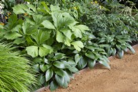 Hosta sieboldiana 'Elegans' with Rodgersia and Astible 