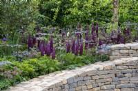 Lupinus 'Masterpiece' in a border with Astrantia, Cirsium rivulare 'Atropurpurea' and Actea, surrounded by a dry stone wall -  The RAF Benevolent Fund Garden, RHS Chelsea Flower Show 2022 - Silver Medal