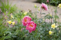 Paeonia 'Coral Sunset' with Aquilegia chrysantha 'Yellow Queen'