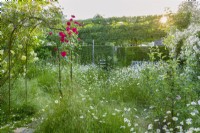Rosa 'The Pilgrim' and Rosa 'Paul's Scarlet Climber' trained over wrought iron arch in wild garden with oxe eye daisies. Sun setting behind pleached field maples and hawthorn hedge. June