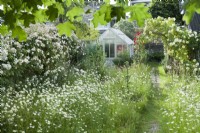 View of small wild garden at end of town garden with rambling roses, climbing roses, naturalised oxe eye daisies and painted wooden greenhouse. Rosa 'Francis E. Lester', Rosa 'Paul's Scarlet Climber' and Rosa 'The Pilgrim'. June