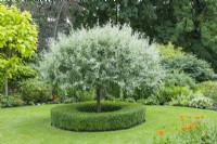 Pyrus salicifolia 'Pendula' -
pendulous willow-leaved pear. Tree neatly pruned to shape with circular box edging forming a focal point in lawn. June