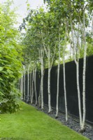 Line of white stemed birches, with lower branches removed, against a timber wall painted black. Narrow border between lawn and fence neatly topped with slate chippings.  June