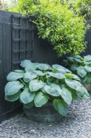 Large leaved hosta planted in copper container set against a black painted timber fence. June