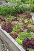 Raised alpine scree bed with collection of sempervivums in flower. June
