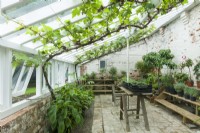 Vinery, Leanto glasshouse with grape vines and potted plants on staging and temporary trestle table. Brick flooring. June