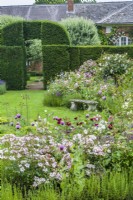 Rose garden with yew hedging. Rosa 'Ballerina' in foreground. June