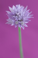 Allium schoenoprasum - Chive flower