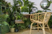 Easy to care for houseplants in home-office including Maranta and Sansevieria -The Grass is Greener Where You Water It Studio