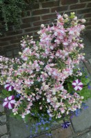 A densley packed pyramid of Fuchsia in a container underplanted with Petunias and Nemesia