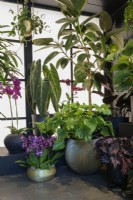 Alocasia, Begonia and Phalaenopsis orchid inside the Botanical Rhapsody Studio