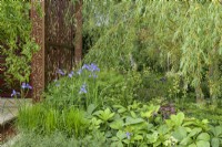 Metal screens with  Morris's Willow Boughs pattern, surrounded by herbaceous beds with blue Iris siberica, Rodgersia  and  Salix matsudana tortuosa tree, dragon's claw willow in Morris and Co. Garden